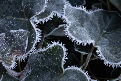 Plant leaf of green and white
